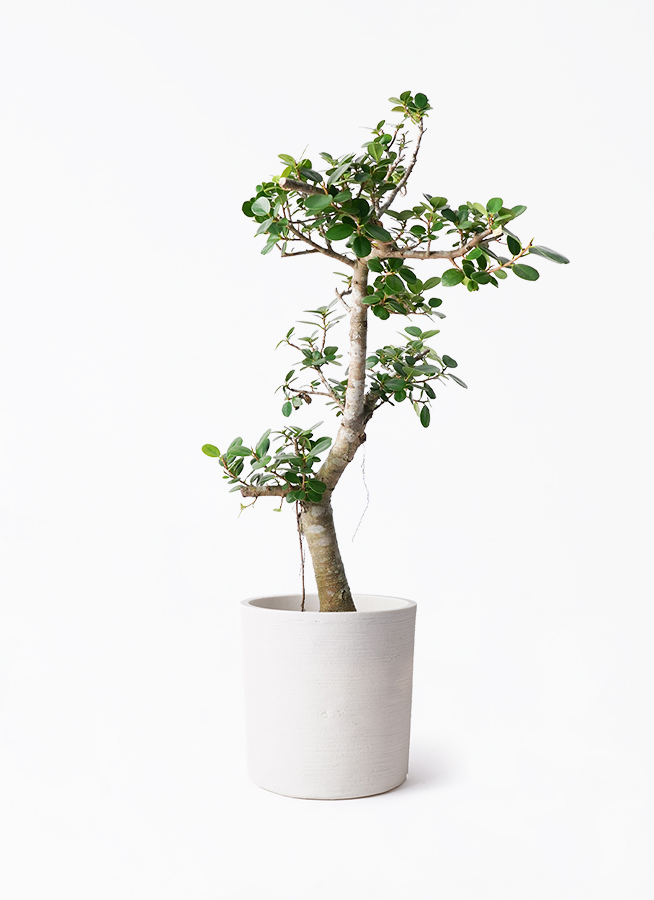 観葉植物 ガジュマル 8号 パンダ ソンク シリンダー ホワイトサンド