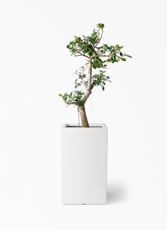 ガジュマル パンダ 8号 | 観葉植物通販HitoHana(ひとはな)