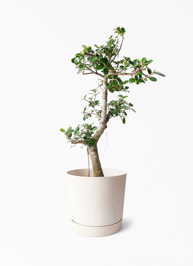 ガジュマル 8号 | 観葉植物通販HitoHana(ひとはな)