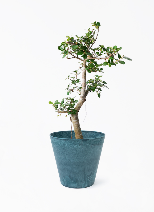 観葉植物 ガジュマル 8号 パンダ アートストーン ラウンド AZURE 付き