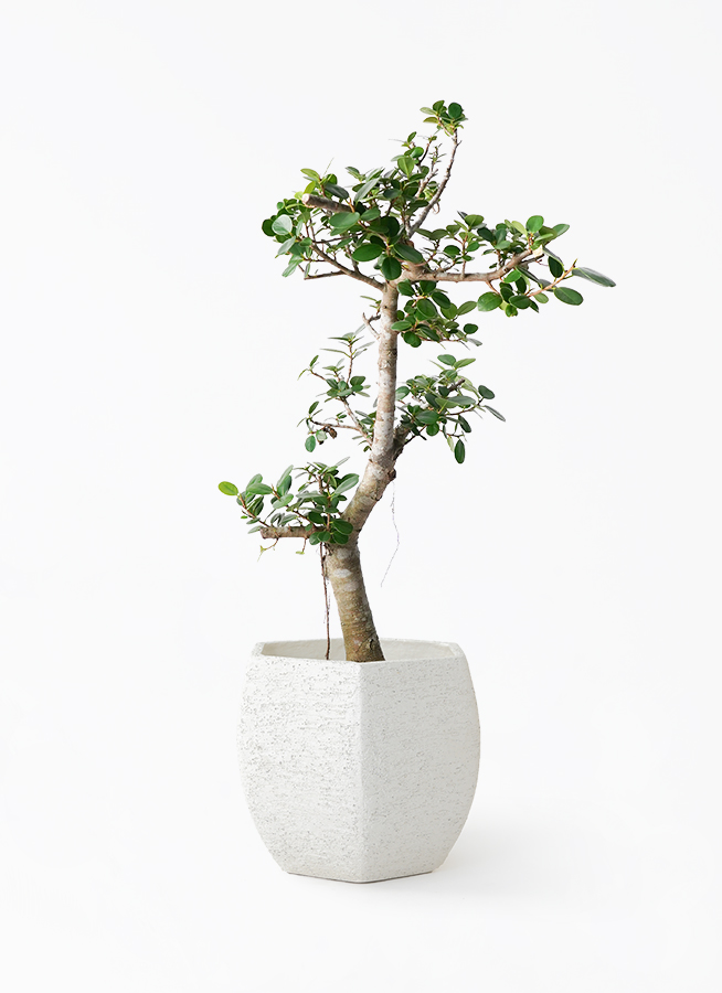 観葉植物 ガジュマル 8号 パンダ Eco Stone (エコストーン) ヘキサ