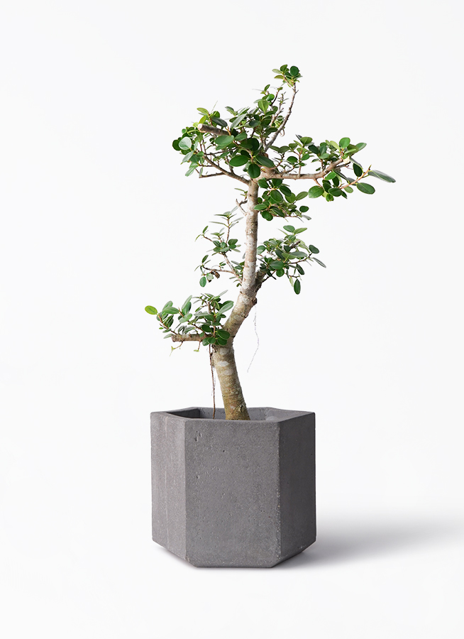 ガジュマル パンダ 8号 | 観葉植物通販HitoHana(ひとはな)