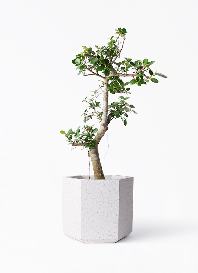 ガジュマル パンダ 8号 | 観葉植物通販HitoHana(ひとはな)