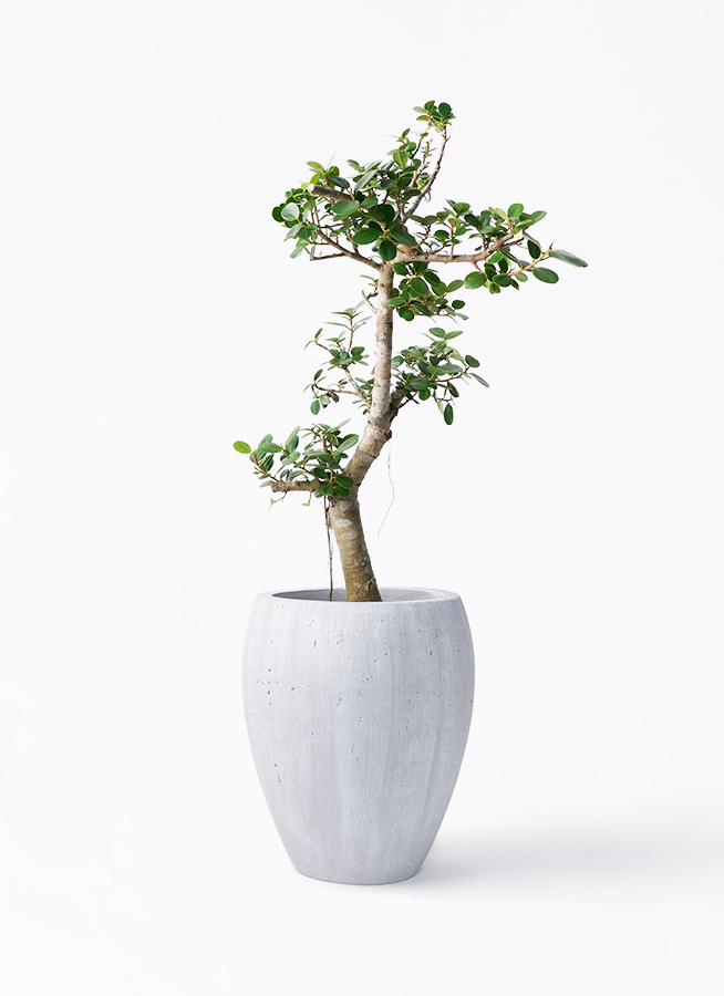 パンダガジュマル 斑入り 希少 8号リン鉢 リピート価格 ガジュマル