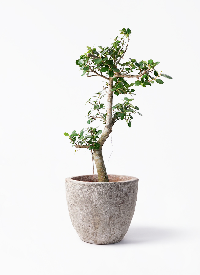 現品】パンダガジュマル 8号 あC