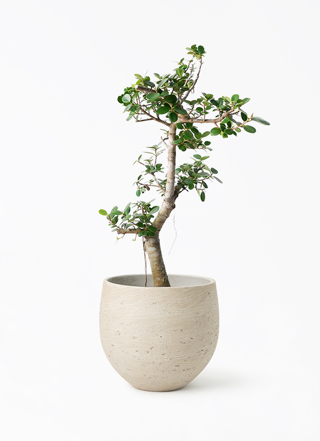 Y*9様 パンダガジュマル　ガジュマル　観葉植物　約９５センチ　１０号鉢 Y*9様 パンダガジュマル ガジュマル 観葉植物 約95センチ 10号鉢