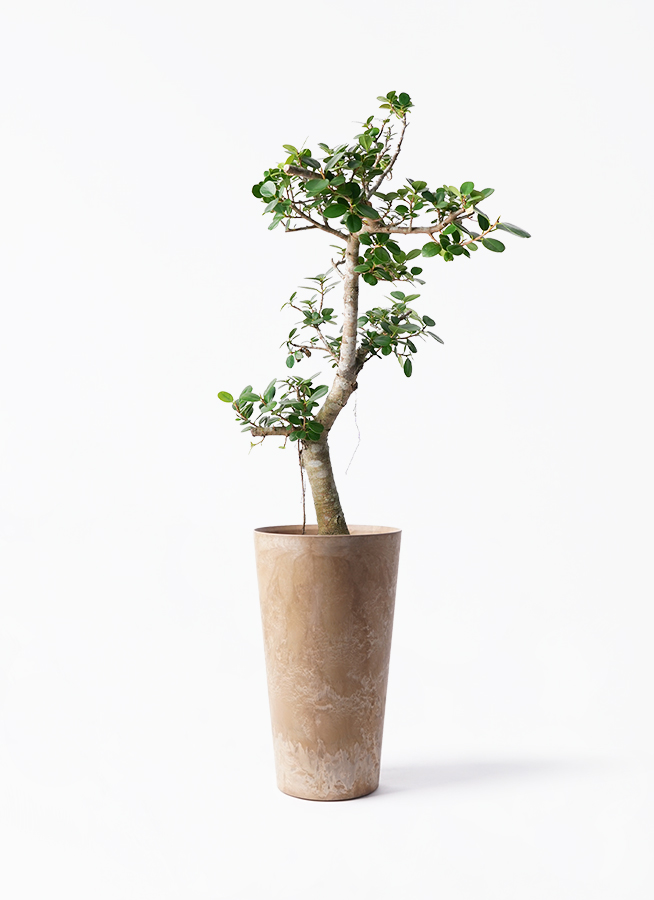 ガジュマル パンダ 8号 | 観葉植物通販HitoHana(ひとはな)