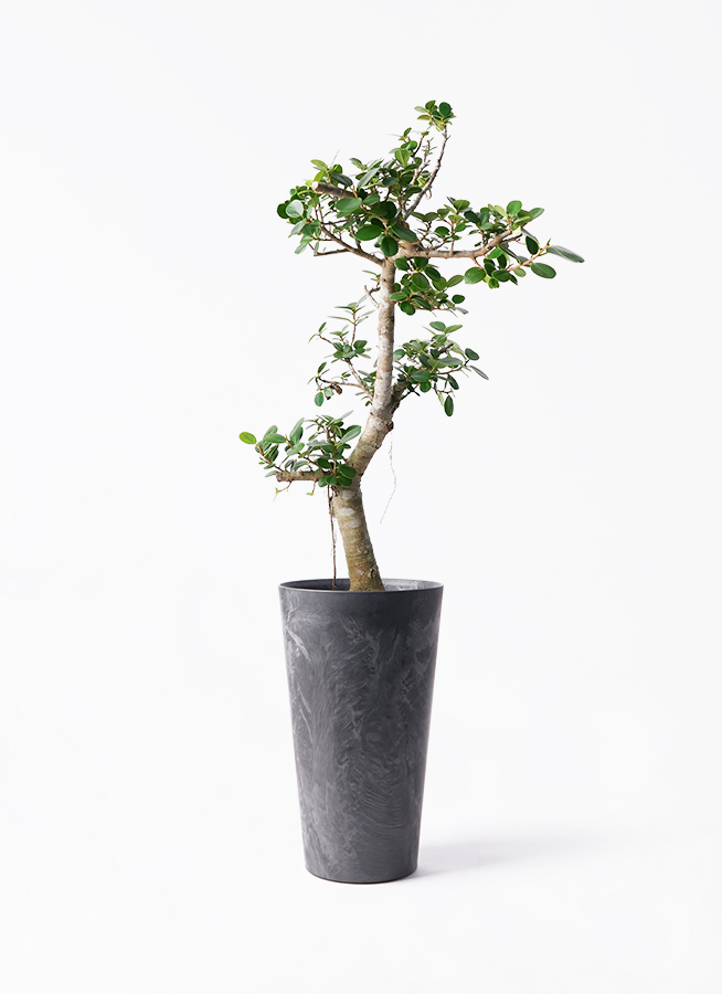 ト*ぶ様 元祖⬛︎ 白 パンダ ガジュマル ⬛︎挿し木専用 な*う様 元祖 ⬛︎ 白 パンダ ガジュマル ⬛︎ 挿し木専用