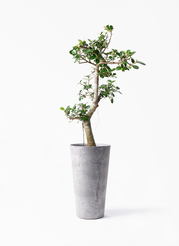 chinese-banyan-panda-296_1.jpg