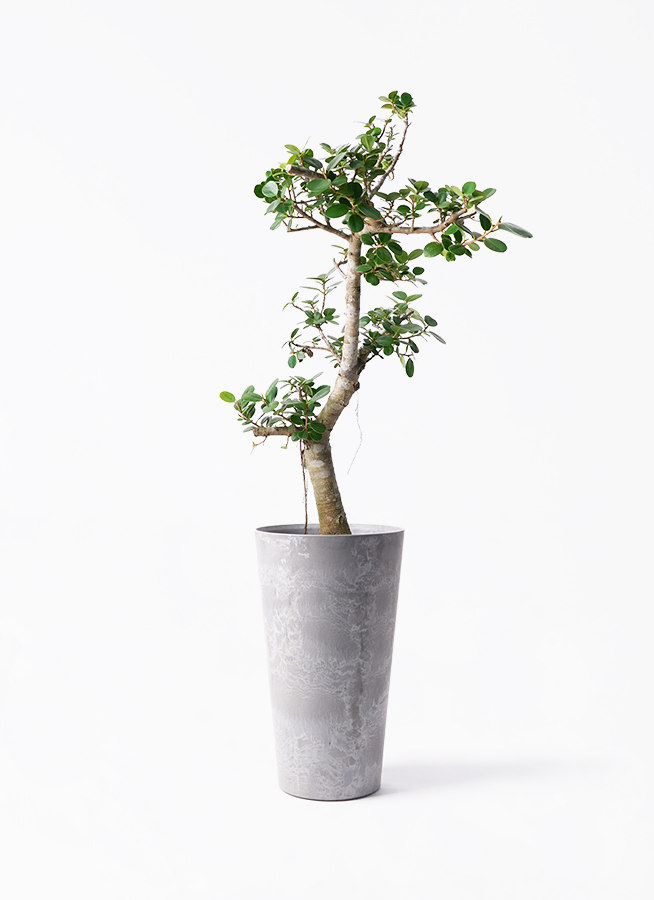 現品　ガジュマル　パンダガジュマル　58番　希少　インテリアグリーン　観葉植物 観葉植物 パンダガジュマル 5号白陶器鉢 ※受皿無し(個体おまかせ1鉢