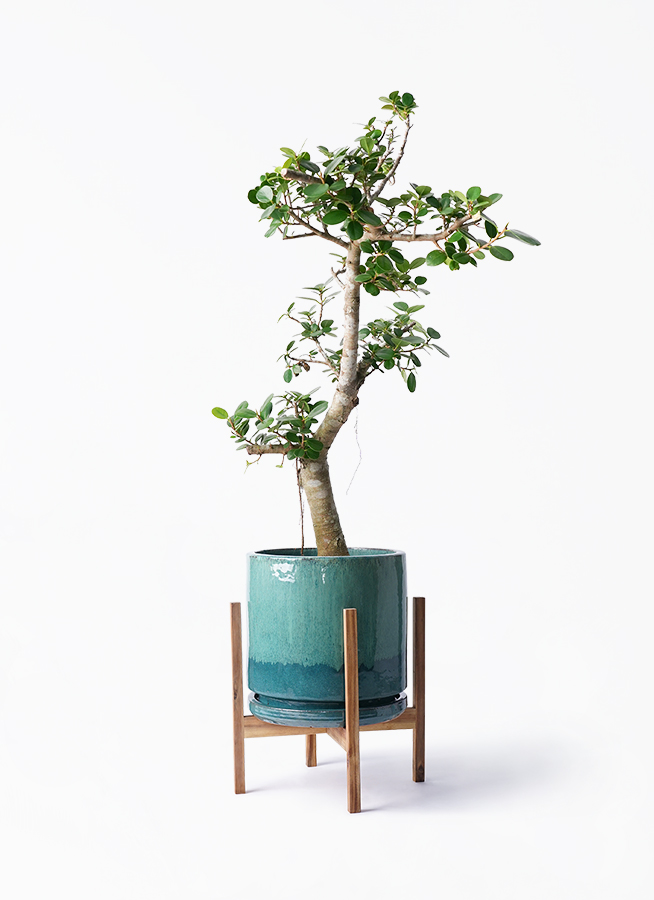 パンダガジュマル 観葉植物 観葉植物「パンダガジュマル」の育て方ガイド | 花言葉：『健康