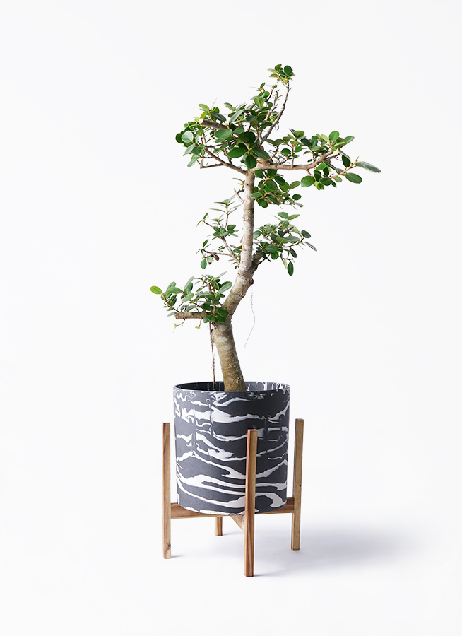 ガジュマル パンダ 8号 | 観葉植物通販HitoHana(ひとはな)