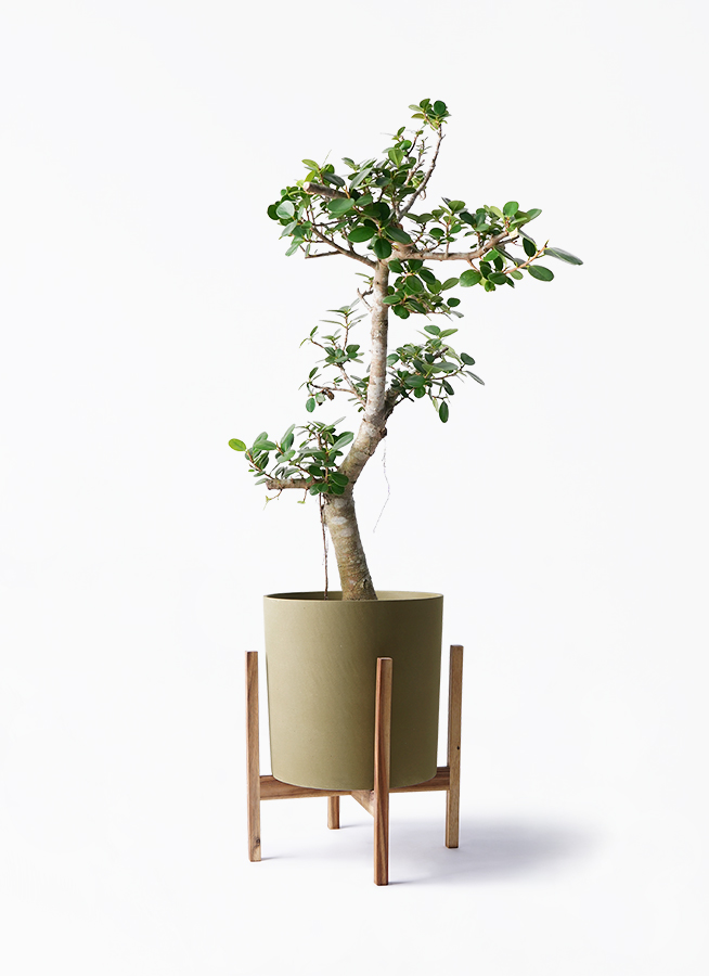 パンダガジュマル　希望の商品を選べます S】パンダガジュマル/Ficus microcarpa Panda ※陶器鉢付き