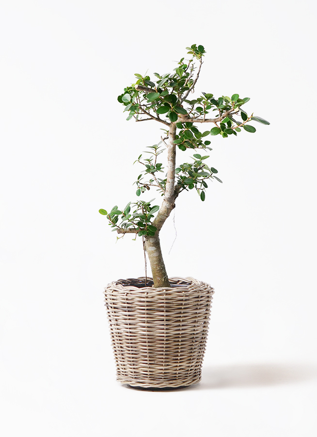 ガジュマル パンダ 8号 | 観葉植物通販HitoHana(ひとはな)