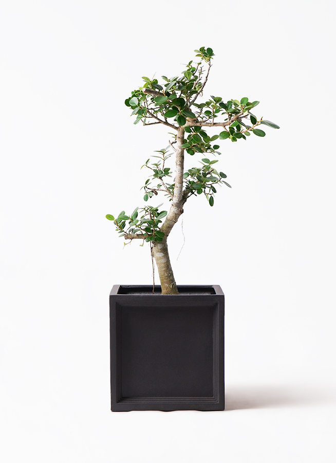 研究用7年目◽️パンダガジュマル◽️実生 研究用7年目◽️パンダガジュマル◽️実生