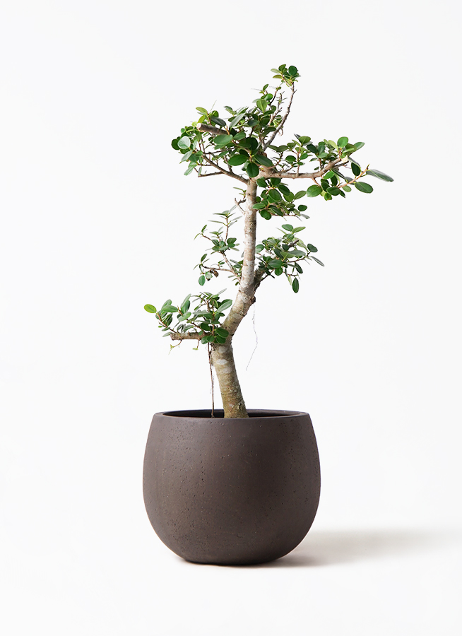 ガジュマル パンダ 8号 | 観葉植物通販HitoHana(ひとはな)