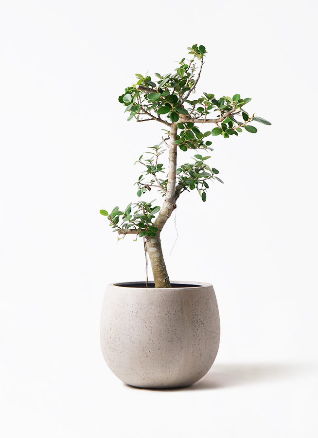 ガジュマル パンダ 8号 | 観葉植物通販HitoHana(ひとはな)