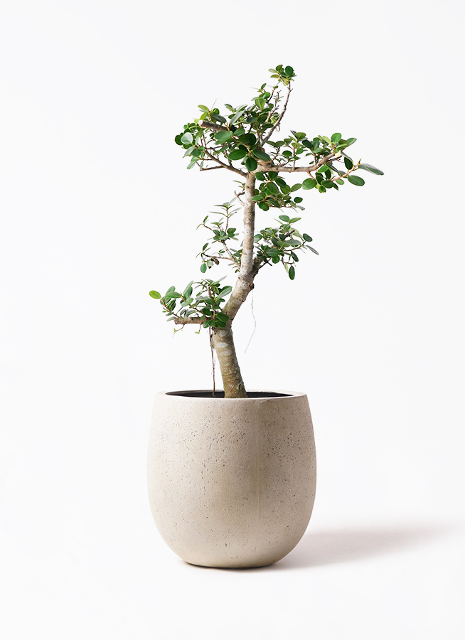 パンダガジュマル　ご希望の商品を選べます② 楽天市場】観葉植物 パンダガジュマル インテリア 小さい 卓上 3