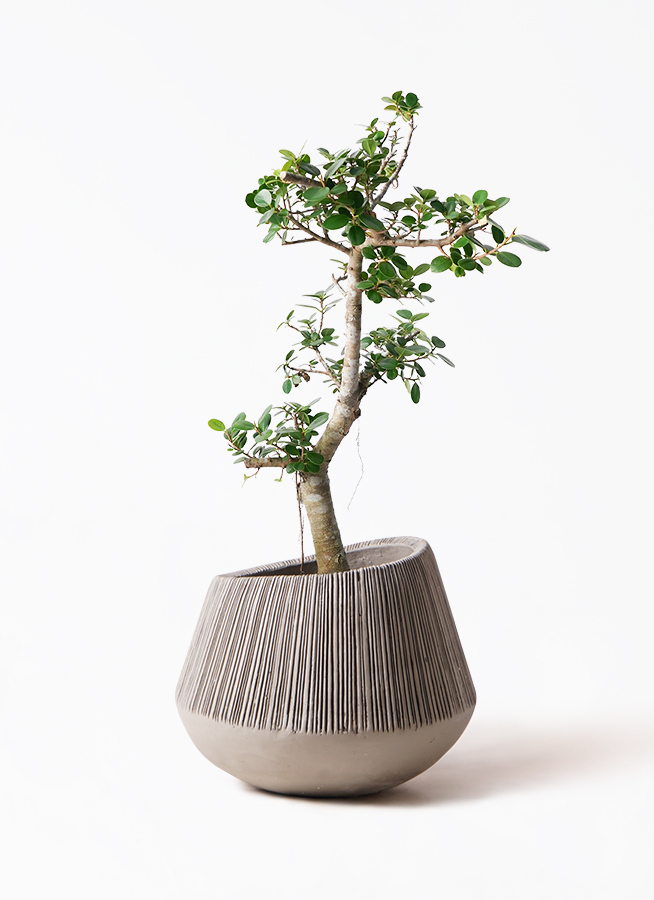 観葉植物 ガジュマル 8号 パンダ エディラウンド グレイ 付き | 観葉