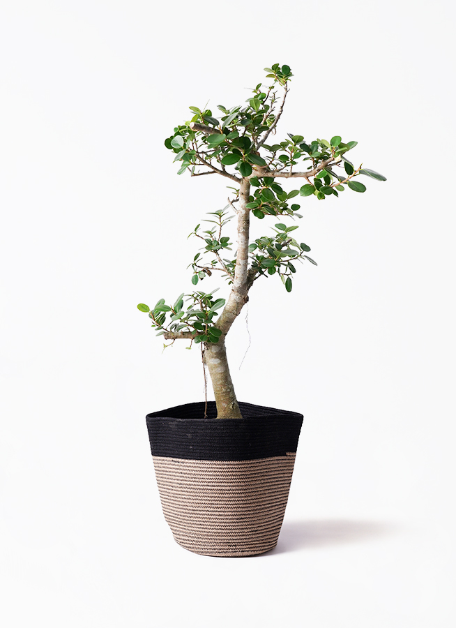 ガジュマル パンダ 8号 | 観葉植物通販HitoHana(ひとはな)