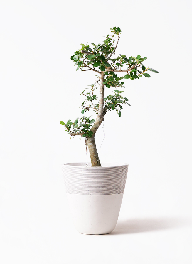 ガジュマル パンダ 8号 | 観葉植物通販HitoHana(ひとはな)