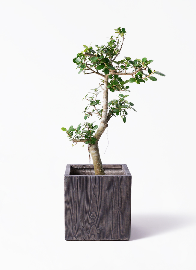 風格の有る パンダガジュマルです 58x65cmくらい 観葉植物 風格の有る