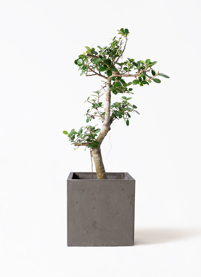 観葉植物 ガジュマル 8号 パンダ コンカー キューブ 灰 付き | 観葉