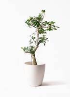 chinese-banyan-panda-267_1.jpg