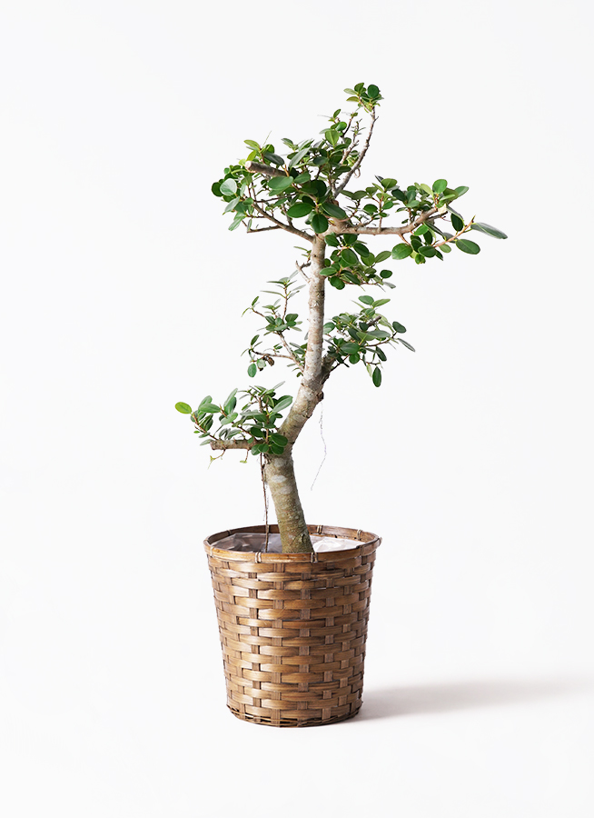 パンダガジュマル　希望の商品を選べます パンダ ガジュマル | 観葉植物通販HitoHana(ひとはな)