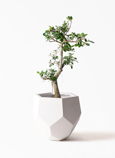 chinese-banyan-panda-266_1.jpg