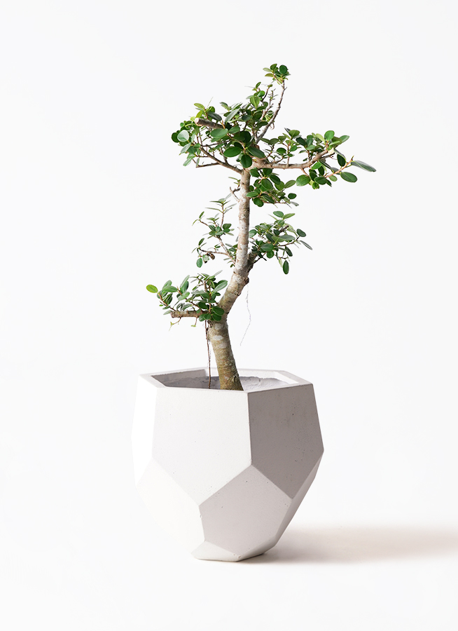 ガジュマル パンダ 8号 | 観葉植物通販HitoHana(ひとはな)