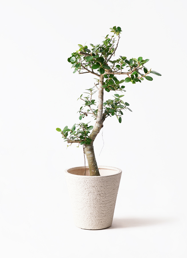 パンダガジュマル 観葉植物 観葉植物「パンダガジュマル」の育て方ガイド | 花言葉：『健康