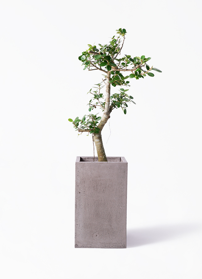 ガジュマル パンダ 8号 | 観葉植物通販HitoHana(ひとはな)