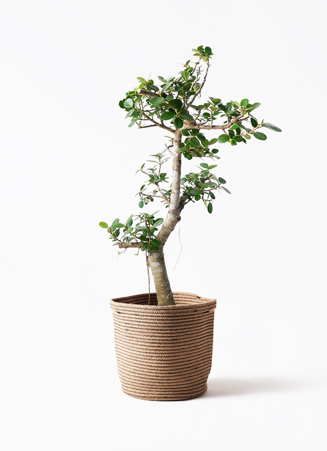 ガジュマル盆栽　我樹丸　パンダガジュマル 楽天市場】パンダガジュマル 白い陶器鉢 観葉植物 インテリア