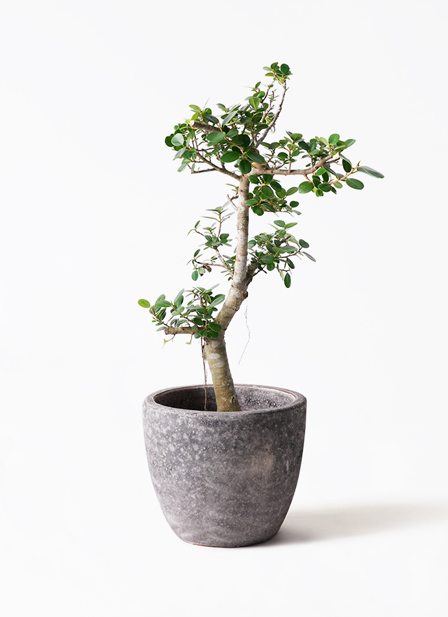観葉植物 ガジュマル 8号 パンダ リブバスケット Natural 付き