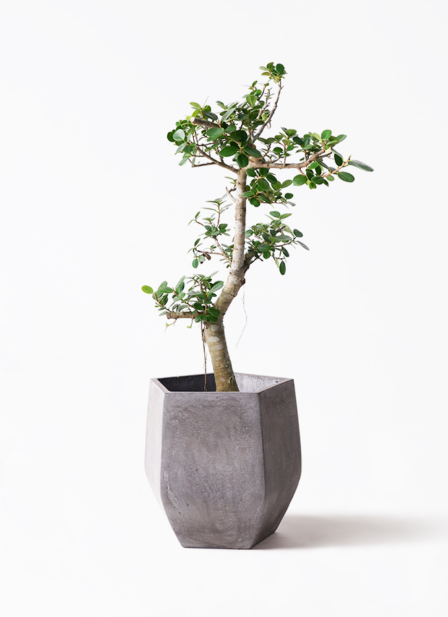 観葉植物 ガジュマル 8号 パンダ コーテス ヘックス 灰 付き