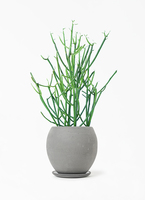 観葉植物 ミルクブッシュ 4号 リア ピンク M 付き | 観葉植物