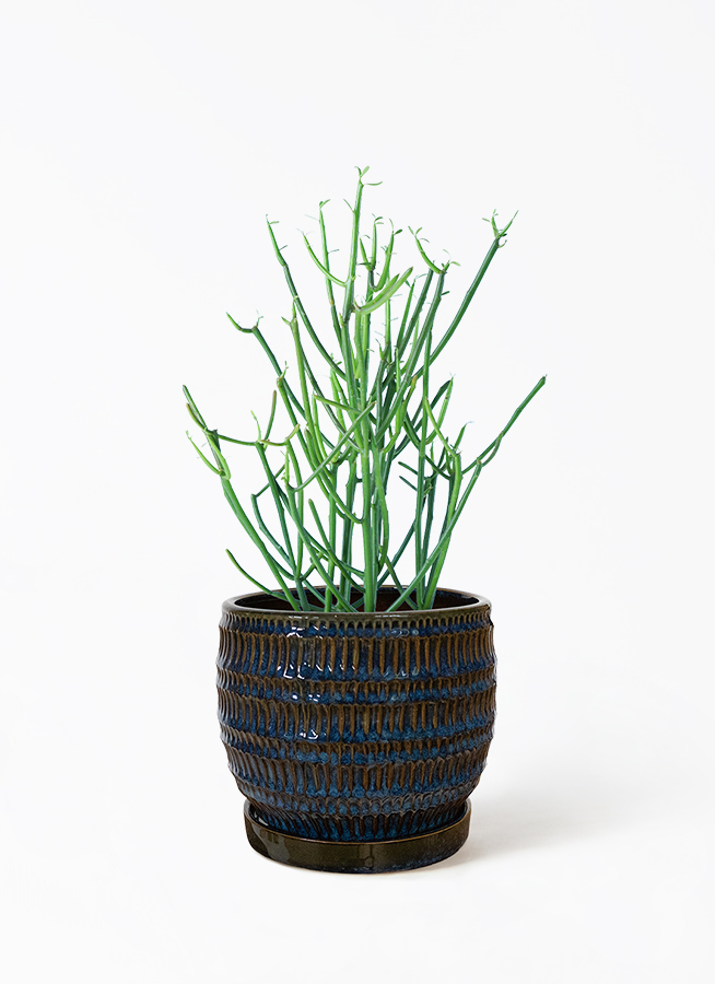 ミルクブッシュ | HitoHana（ひとはな）