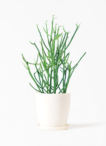 tirucalli-108_1.jpg?1739181899