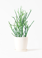 観葉植物 ミルクブッシュ 4号 リア ピンク M 付き | 観葉植物