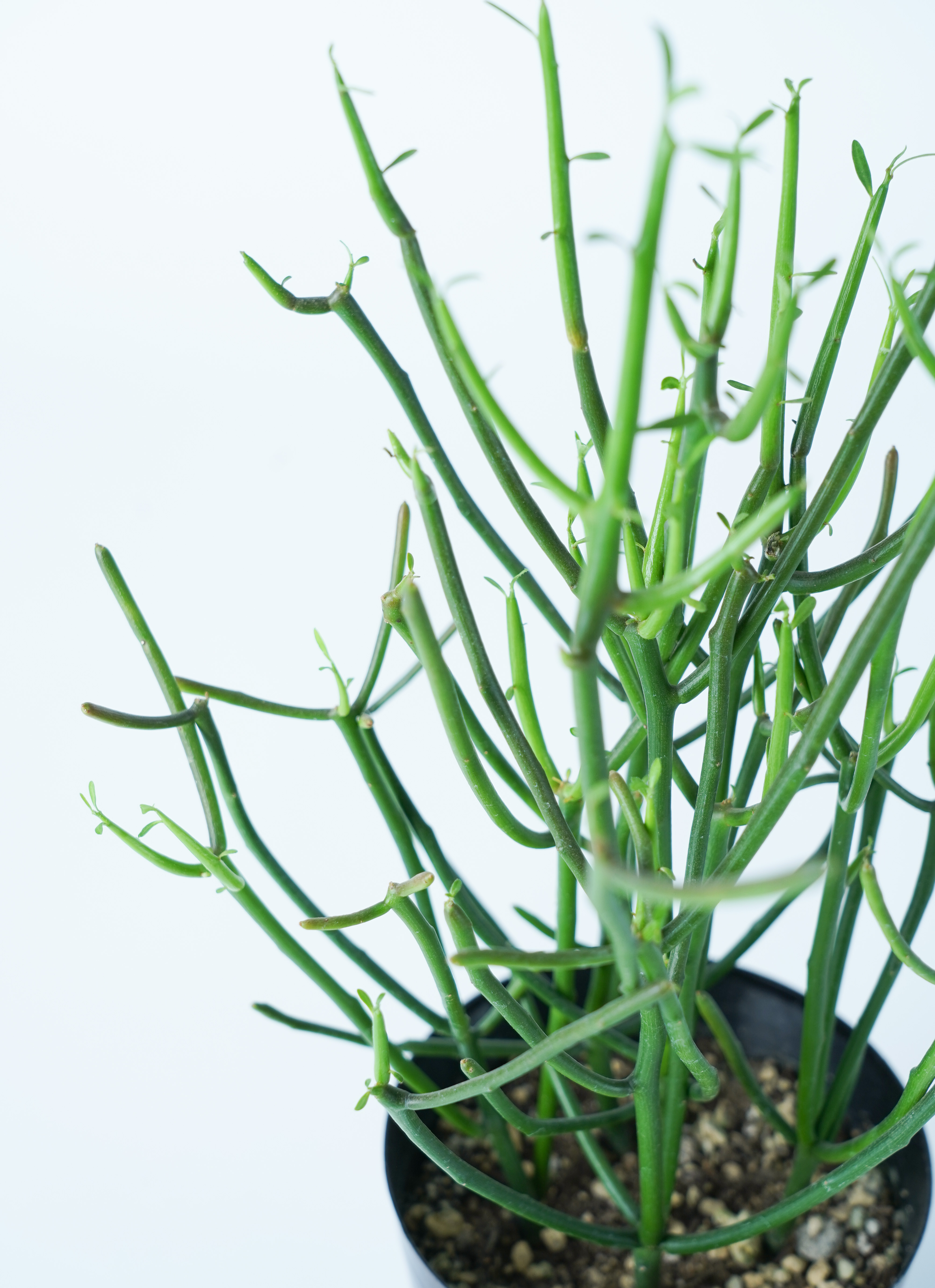 観葉植物 ミルクブッシュ 4号 インナ 15 W グリーン 付き | 観葉植物