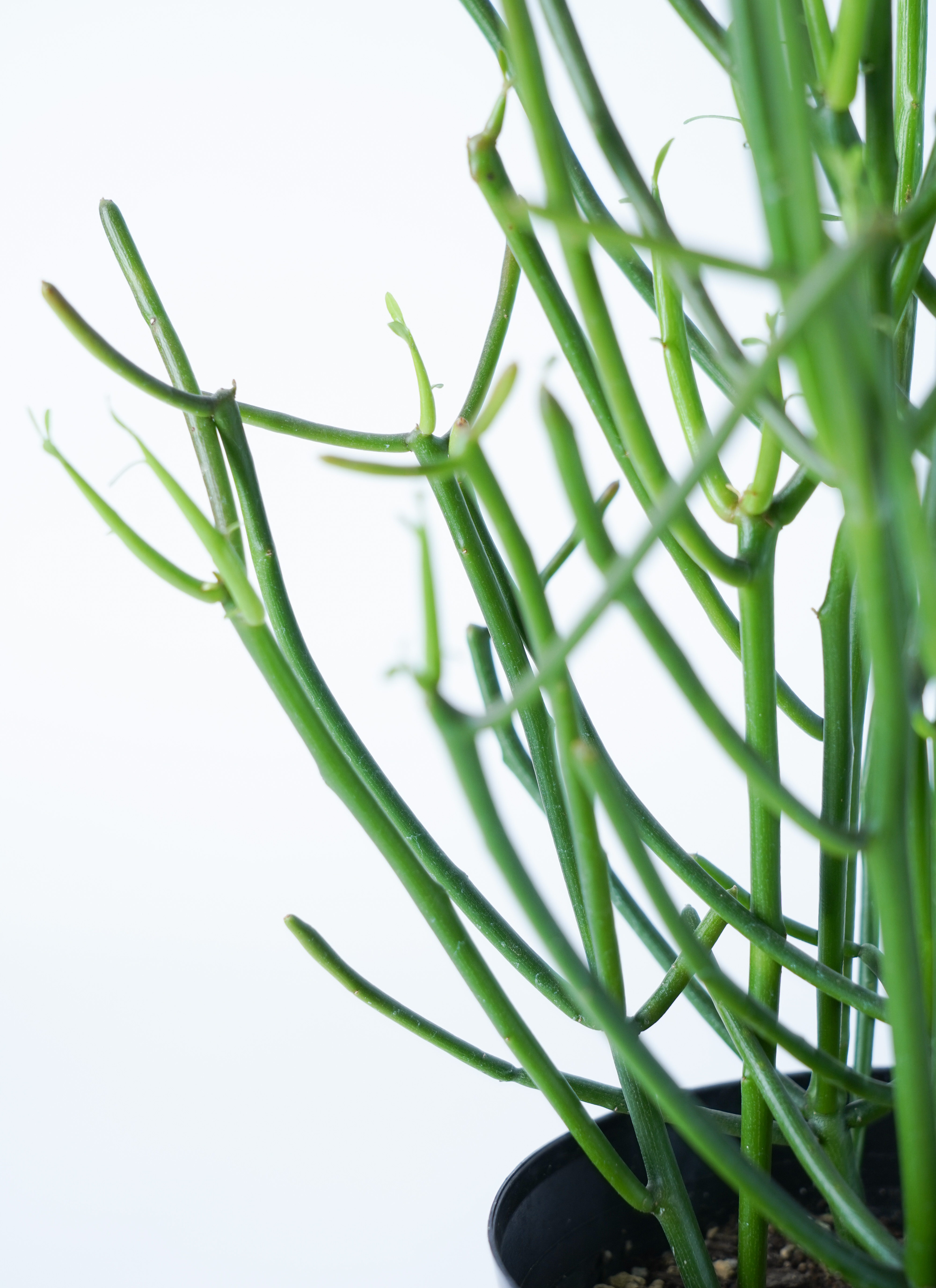 観葉植物 ミルクブッシュ 4号 ラスターポット 付き | 観葉植物なら