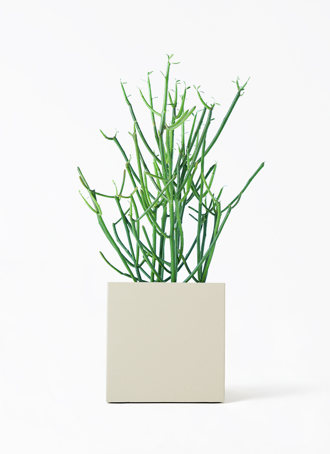 観葉植物 ミルクブッシュ 4号 リア ピンク M 付き | 観葉植物なら