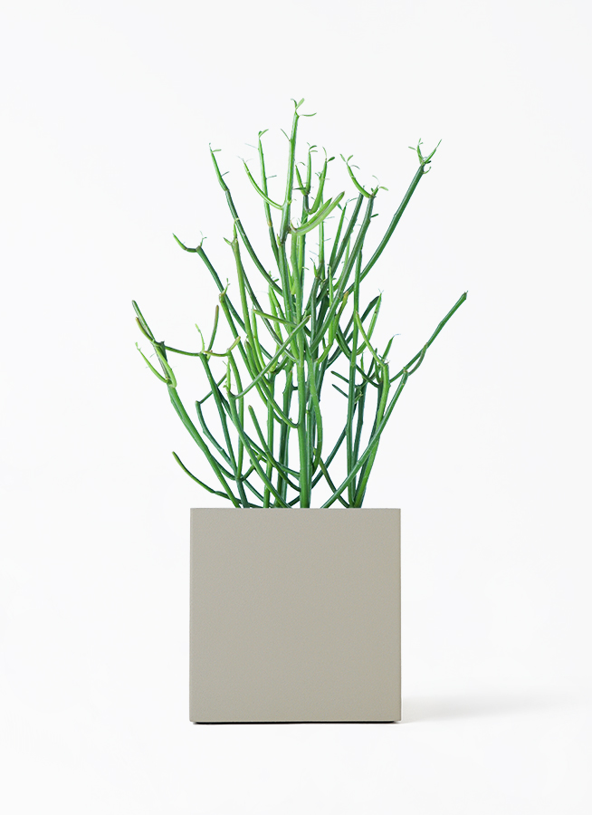 観葉植物　ミルクブッシュ 観葉植物 ミルクブッシュ 4号 リア ピンク M 付き | 観葉植物なら