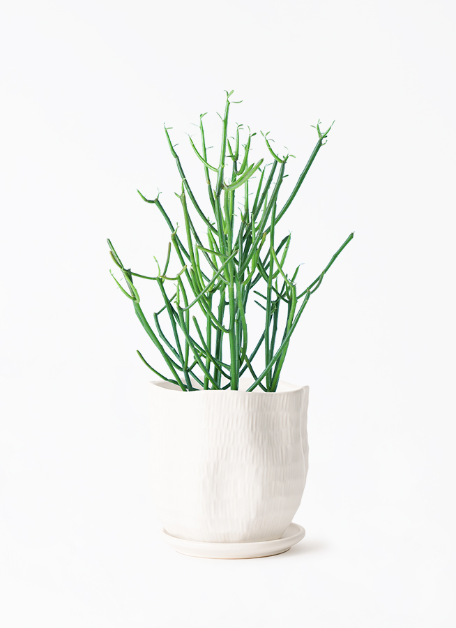 観葉植物 ミルクブッシュ 4号 ハピ 白 L 付き | 観葉植物ならHitoHana