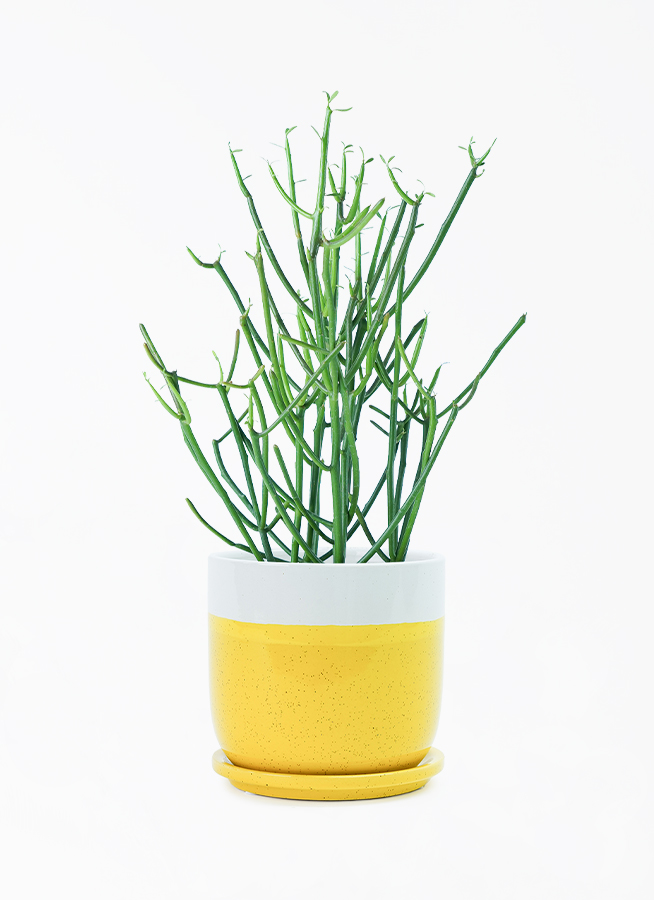 ミルクブッシュ | HitoHana（ひとはな）