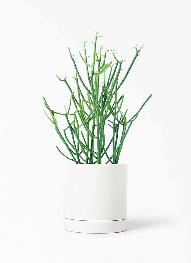 植物ミルク様 観葉植物 ミルクブッシュ 4号 リア ピンク M 付き | 観葉植物