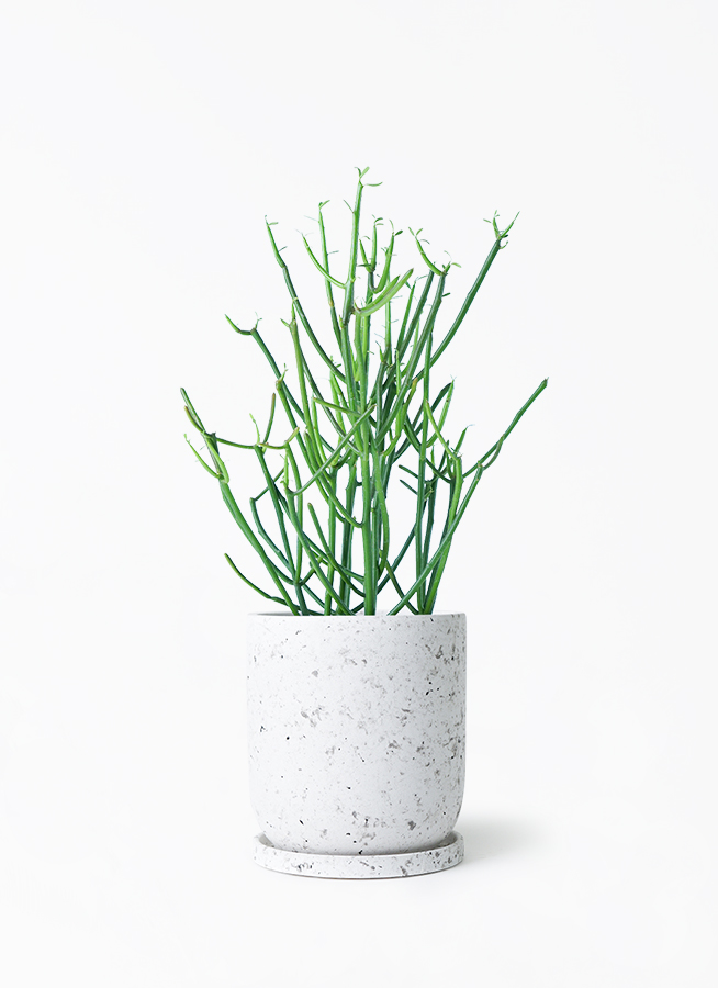 観葉植物 ミルクブッシュ 4号 ラスターポット 付き | 観葉植物なら