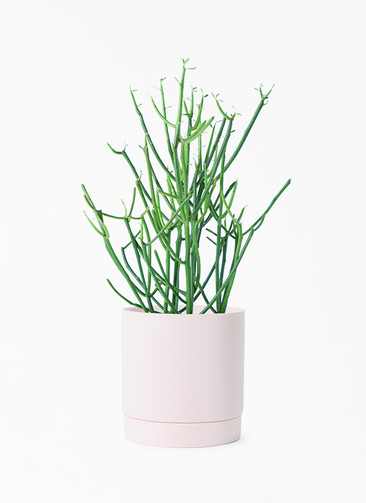大きな取引 観葉植物 ミルクブッシュ 観葉植物 | 付き M ピンク リア 4号 ウェア