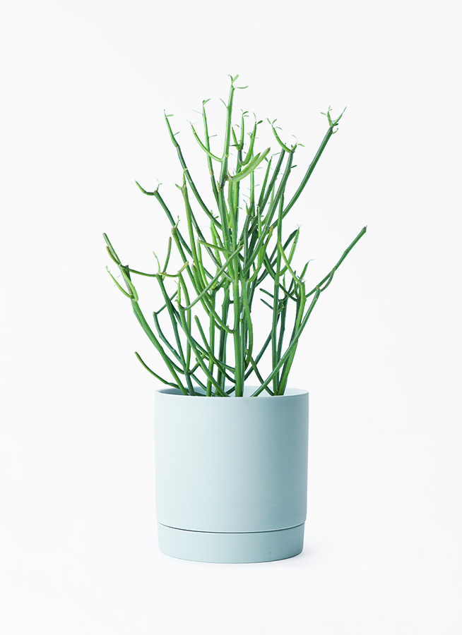 ミルクブッシュ | HitoHana（ひとはな）